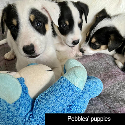 Pebble Pups