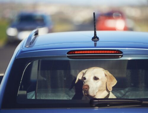 Hot Cars Are Not for Dogs