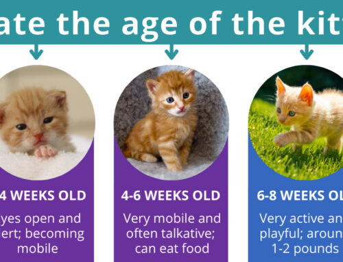 Should You Rescue Those Kittens?