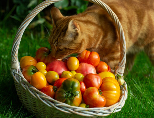 Safe Gardening with Pets